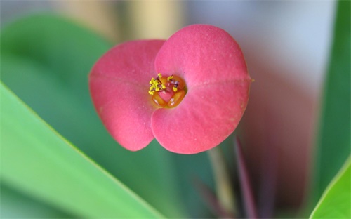 哪里有矮牵牛花苗买呀，矮牵牛花苗刚买回来的可以打顶吗