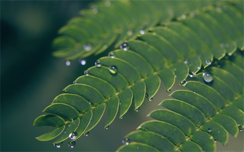 马路两边的花叫什么花，这是什么花在广州马路两边如中间绿化带上都种有红色一挂一串